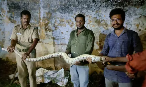 10 அடி நீள மலைப்பாம்பு பிடிபட்டது 10 அடி நீள மலைப்பாம்பு பிடிபட்டது