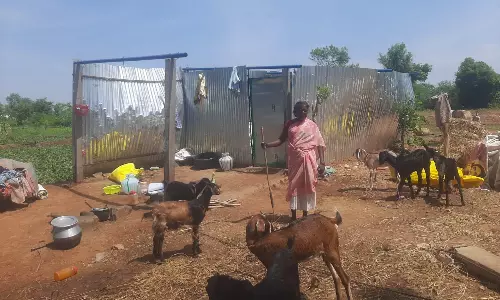 சூறைக்காற்றுடன் கனமழை; மரங்கள் வேரோடு சாய்ந்தன