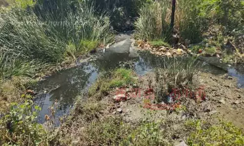 விஸ்வநத்தம் ஓடையை தூர்வார வேண்டும் விஸ்வநத்தம் ஓடையை தூர்வார வேண்டும்