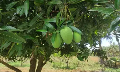 மாமரம் உள்ளிட்ட 6 வகை மரங்களை வெட்ட தடை - இமாச்சலப் பிரதேச அரசு அறிவிப்பு