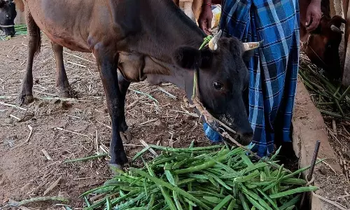 கால்நடைகளுக்கு தீவனமாகும் முருங்கைக்காய்கள்