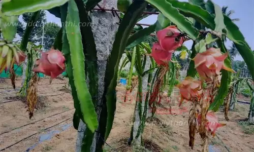 டிராகன் பழம் சாகுபடி செய்து லாபம் சம்பாதிக்கும் விவசாயி