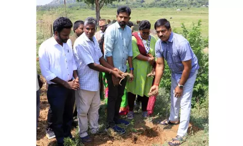 5 ஆயிரம் பனை விதைகள் நடும் பணி 5 ஆயிரம் பனை விதைகள் நடும் பணி