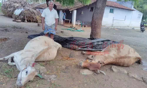 மின்னல் தாக்கி 2 மாடுகள் செத்தன