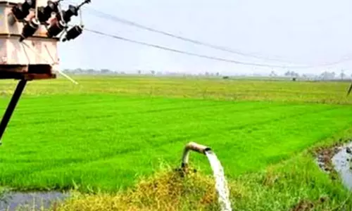 தட்கல் சிறப்பு திட்டத்தில் விவசாய மின் இணைப்பு