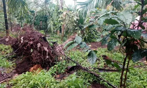 தேவர்சோலை அருகே தென்னை மரங்களை வேருடன் பிடுங்கி காட்டு யானை அட்டகாசம்