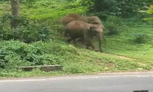 பந்தலூர் அருகே சாலையோரத்தில் காட்டு யானைகள் முகாம்-வாகன ஓட்டிகளுக்கு வனத்துறை எச்சரிக்கை