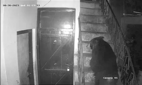 கோத்தகிரியில் வீட்டு படிக்கட்டில் விளையாடிய கரடி-சமூக வலைத்தளங்களில் வீடியோ வைரல்