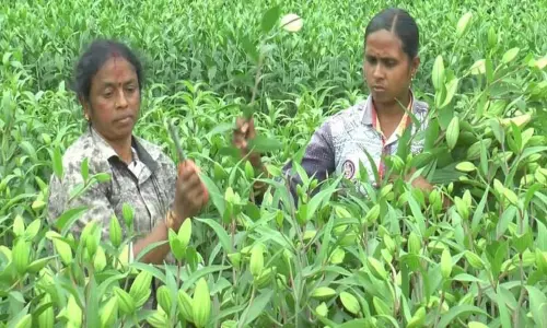 ஊட்டி, குன்னூரில் கொய்மலருக்கு போதிய விலை கிடைக்காததால் விவசாயிகள் ஏமாற்றம்