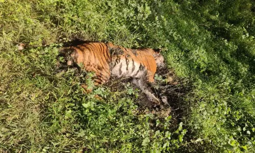 முதுமலையில் இறந்து கிடந்த புலி-வனத்துறையினர் விசாரணை