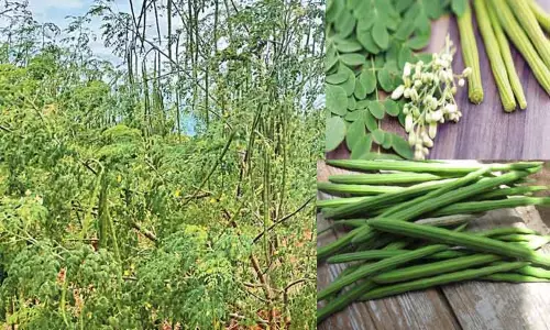 முருங்கை சார்ந்த மதிப்புக் கூட்டப்பட்ட பொருட்களுக்கு உலகளவில் நல்ல சந்தை