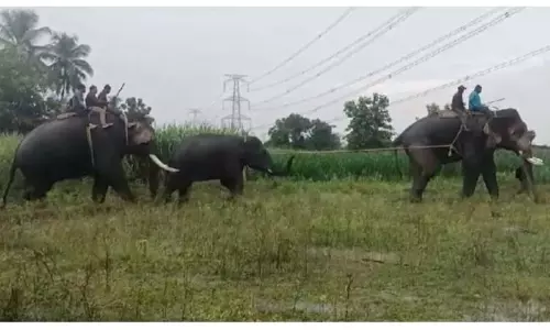 வள்ளிமலை அருகே காட்டு யானை தாக்கி பெண் பலி