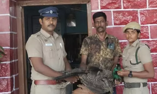 ரெயிலில் அடிபட்டு மயில் சாவு