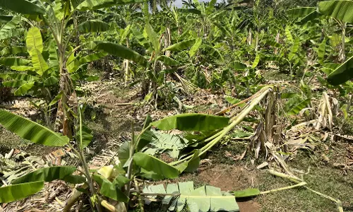 வேப்பனப்பள்ளி அருகே தோட்டத்தில் வாழை மரங்களை மிதித்து சேதப்படுத்திய காட்டு யானைவிவசாயிகள் அச்சம்