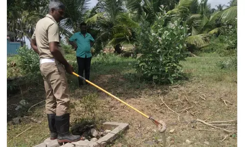 ஒரே நாளில் 3 பாம்புகள் பிடிபட்டன