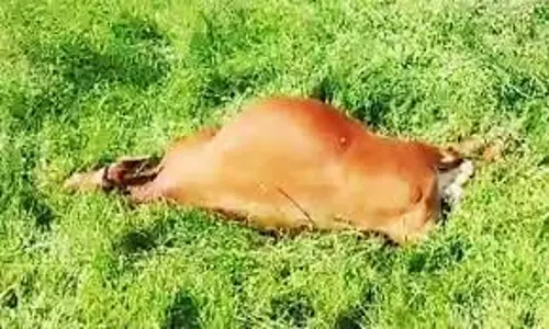 மின்சாரம் தாக்கி மாடு பலி