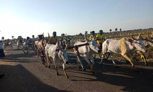 மாட்டுவண்டி எல்கை பந்தயம்