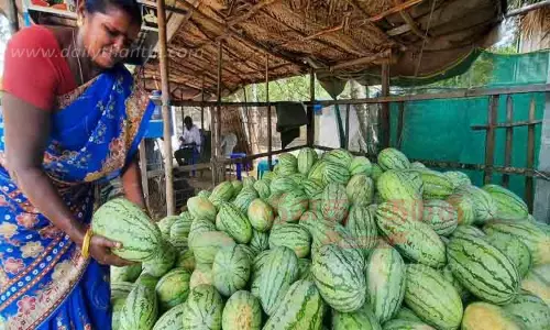 கோடைகாலம் முடிந்த பின்னரும் ராமநாதபுரத்தில் விற்பனைக்காக குவியும் தர்பூசணி