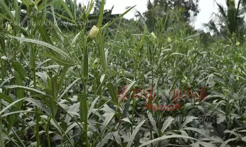 தோட்டக்கலை பயிர்களுக்கு மானியத்துடன் சொட்டு நீர்ப்பாசனம் அமைக்க விவசாயிகளுக்கு அழைப்பு தோட்டக்கலை பயிர்களுக்கு மானியத்துடன் சொட்டு நீர்ப்பாசனம் அமைக்க விவசாயிகளுக்கு அழைப்பு