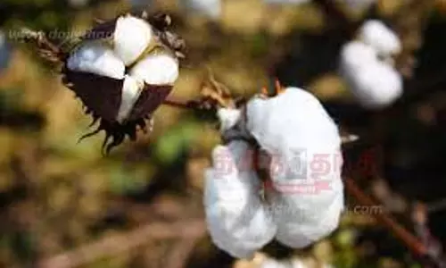 அந்தியூர் ஒழுங்குமுறை விற்பனைக்கூடத்தில் ரூ.80 லட்சத்துக்கு பருத்தி ஏலம்