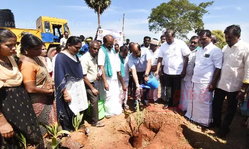 36 ஆயிரம் பனை விதைகள் நடும் பணி