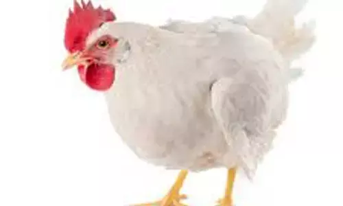 மயிலாடுதுறை மாவட்டத்தில் விற்பனை செய்யப்பட்ட கோழி  இறைச்சி விலை