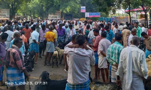 ரூ.20 லட்சத்துக்கு ஆடுகள் விற்பனை