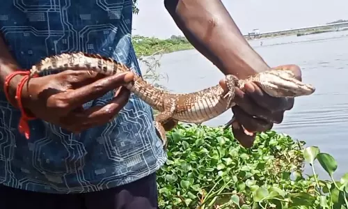 காவிரி ஆற்றில் செத்துக்கிடந்த முதலை குட்டி