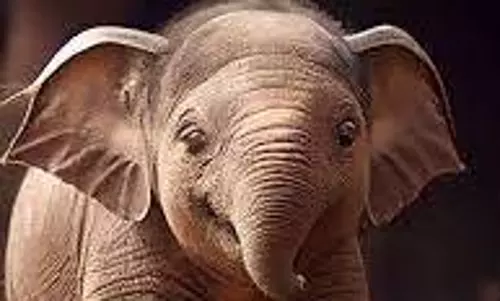 பென்னாகரம் அருகேவிவசாய நிலங்களில் புகுந்து காட்டு யானை அட்டகாசம்