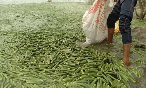 ஏரியில் கொட்டப்பட்ட 5 டன் வெண்டைக்காய்