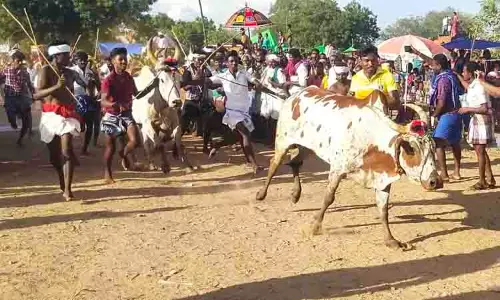 மாடு மாலை தாண்டும் நிகழ்ச்சி