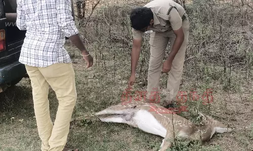 நாய்கள் கடித்து புள்ளிமான் சாவு