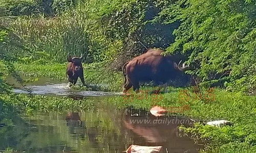 விவசாய நிலத்துக்குள் புகுந்து காட்டெருமைகள் அட்டகாசம்