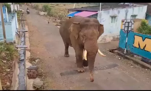 குடியிருப்பு பகுதியில் உலா வந்த பாகுபலி யானை