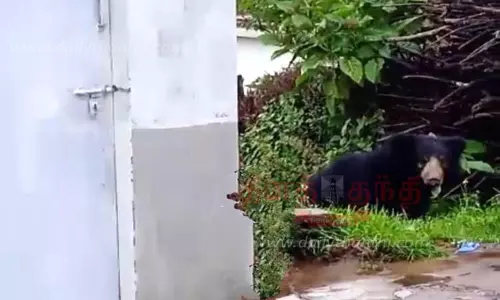 குடியிருப்பில் உலா வந்த கரடி