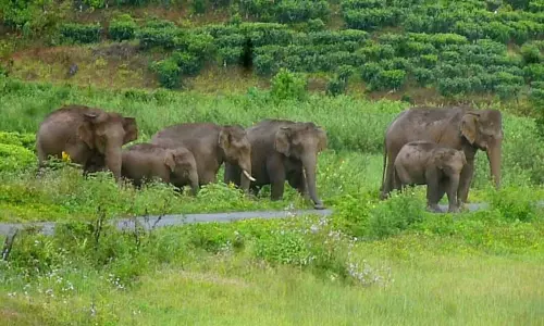 தாய்முடி எஸ்டேட்டில் உலா வந்த காட்டு யானைகள்