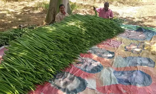 முருங்கைக்காய் விலை வீழ்ச்சி