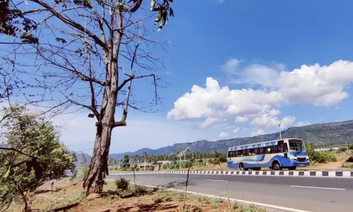 பட்டுப்போன மரங்களால் விபத்து அபாயம் பட்டுப்போன மரங்களால் விபத்து அபாயம்