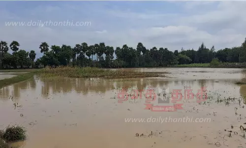 மழையால் 2 வீடுகள் இடிந்தன; 50 ஏக்கர் சோளப்பயிர்கள் நீரில் மூழ்கின
