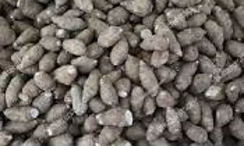 வரத்து அதிகரிப்பால்தர்மபுரி உழவர் சந்தையில் கருணைக்கிழங்கு விலை குறைந்தது