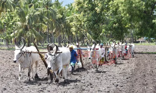 பழனி பகுதியில் உழவு பணிகள் தீவிரம்