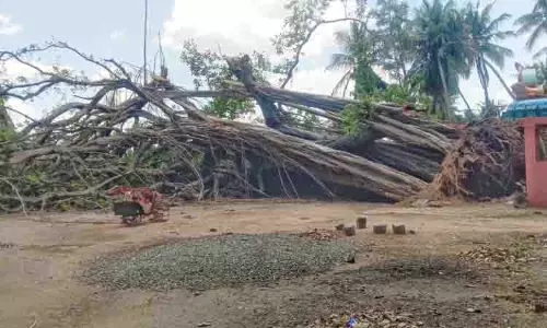 பலத்த காற்றால் ஆலமரம் வேருடன் சாய்ந்தது