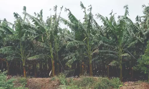 சொட்டுநீ்ர் பாசனம் மூலம் வாழை சாகுபடி சொட்டுநீ்ர் பாசனம் மூலம் வாழை சாகுபடி