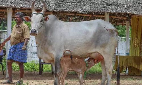 மாட்டுத்தாவணியில் ரூ. 12 லட்சத்திற்கு மாடுகள் விற்பனை