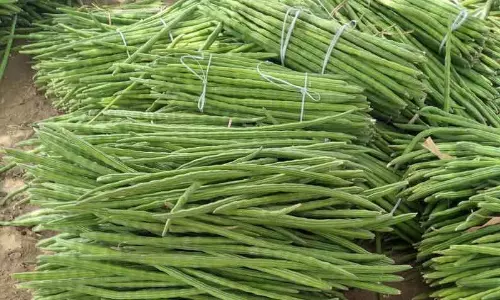 முருங்கைக்காய் விலை வீழ்ச்சி