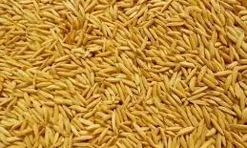 தனியார் விதை விற்பனை நிலையங்களில் ஆய்வு-தரமற்ற விதைகள் விற்பனை செய்ய தடை