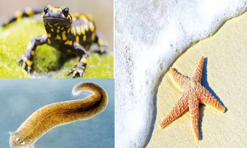 அதிசயகுணம் உள்ள உயிரினங்கள் அதிசயகுணம் உள்ள உயிரினங்கள்