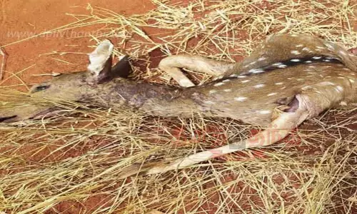 நாய் கடித்து புள்ளிமான் சாவு