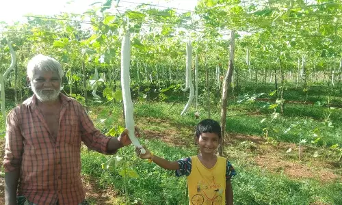 புடலங்காய் விளைச்சல் அமோகம் புடலங்காய் விளைச்சல் அமோகம்