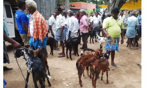 ரூ.40 லட்சத்திற்கு ஆடுகள் விற்பனை